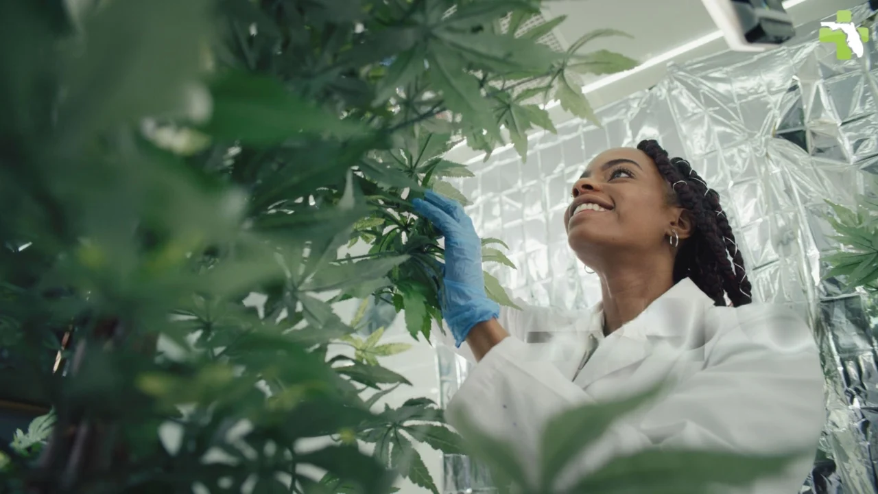 How to Find a Medical Marijuana Doctor in jacksonville Post Image